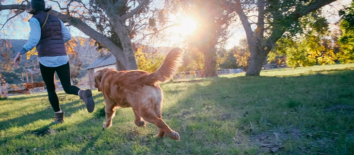 5 pontas essenciais do cuidado do c�o para manter seu animal de estima��o feliz